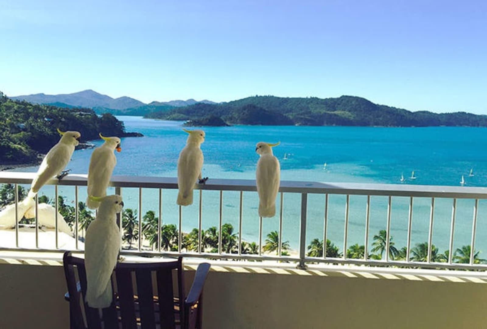 cockatoos-hamilton-island.jpeg