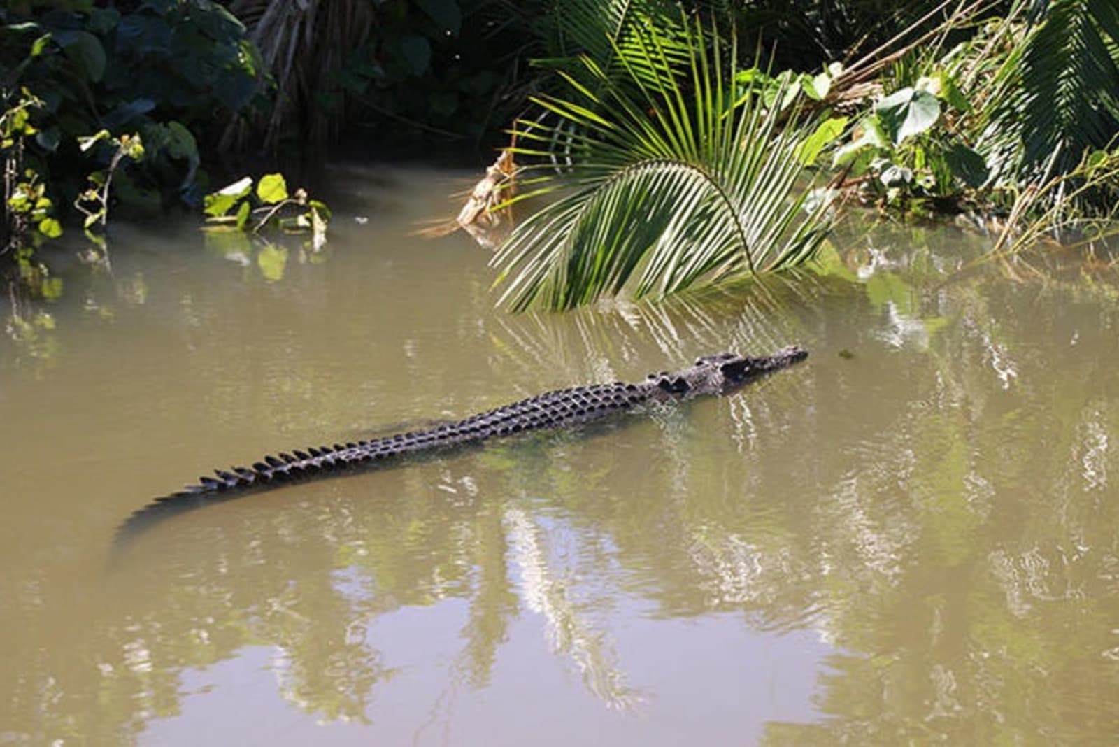 crocodile-daintree.jpg