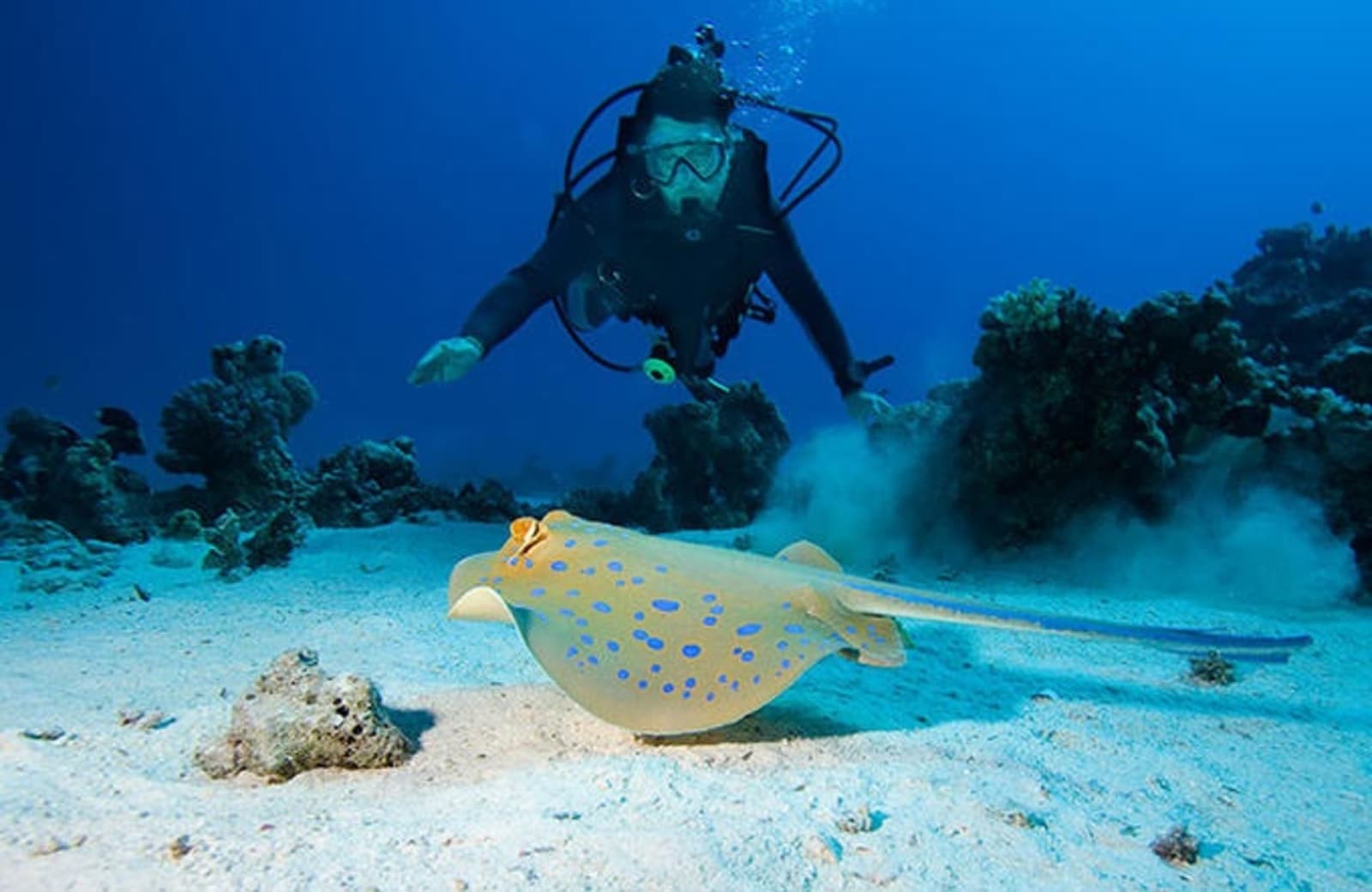 diving-barrier-reef-ps.jpg