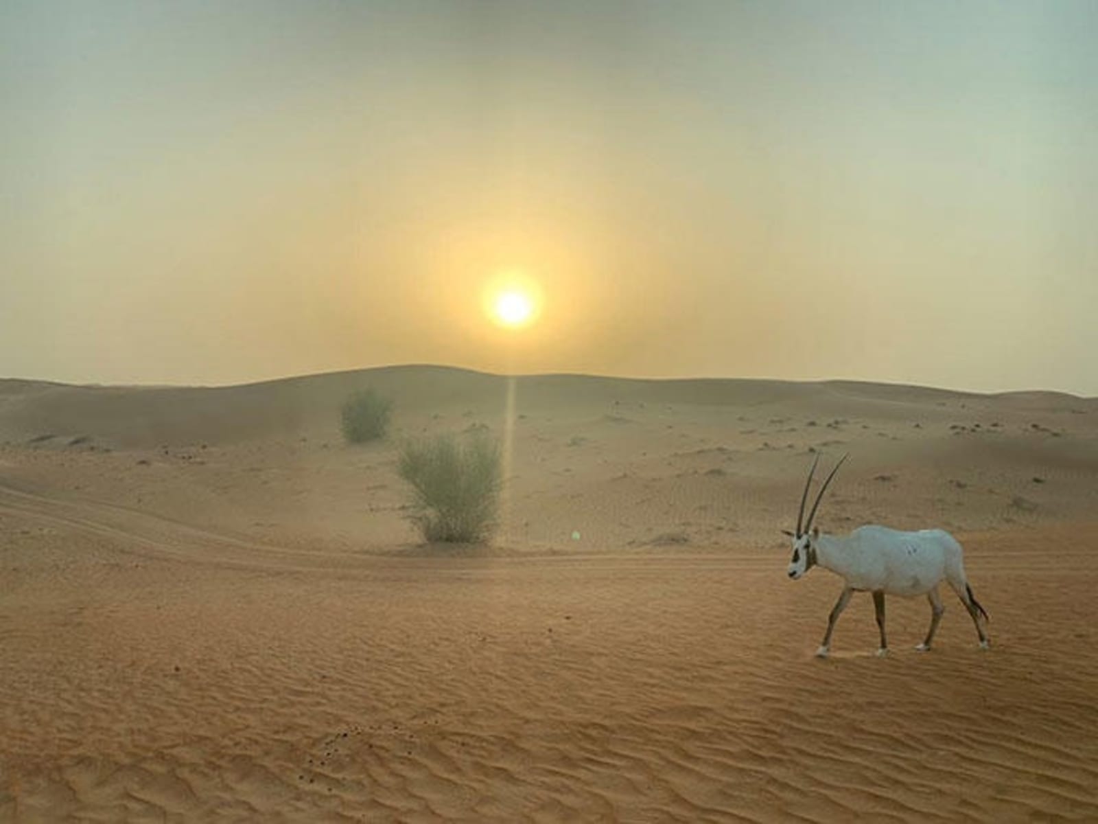 dubai-dusk-desert-ps.jpg