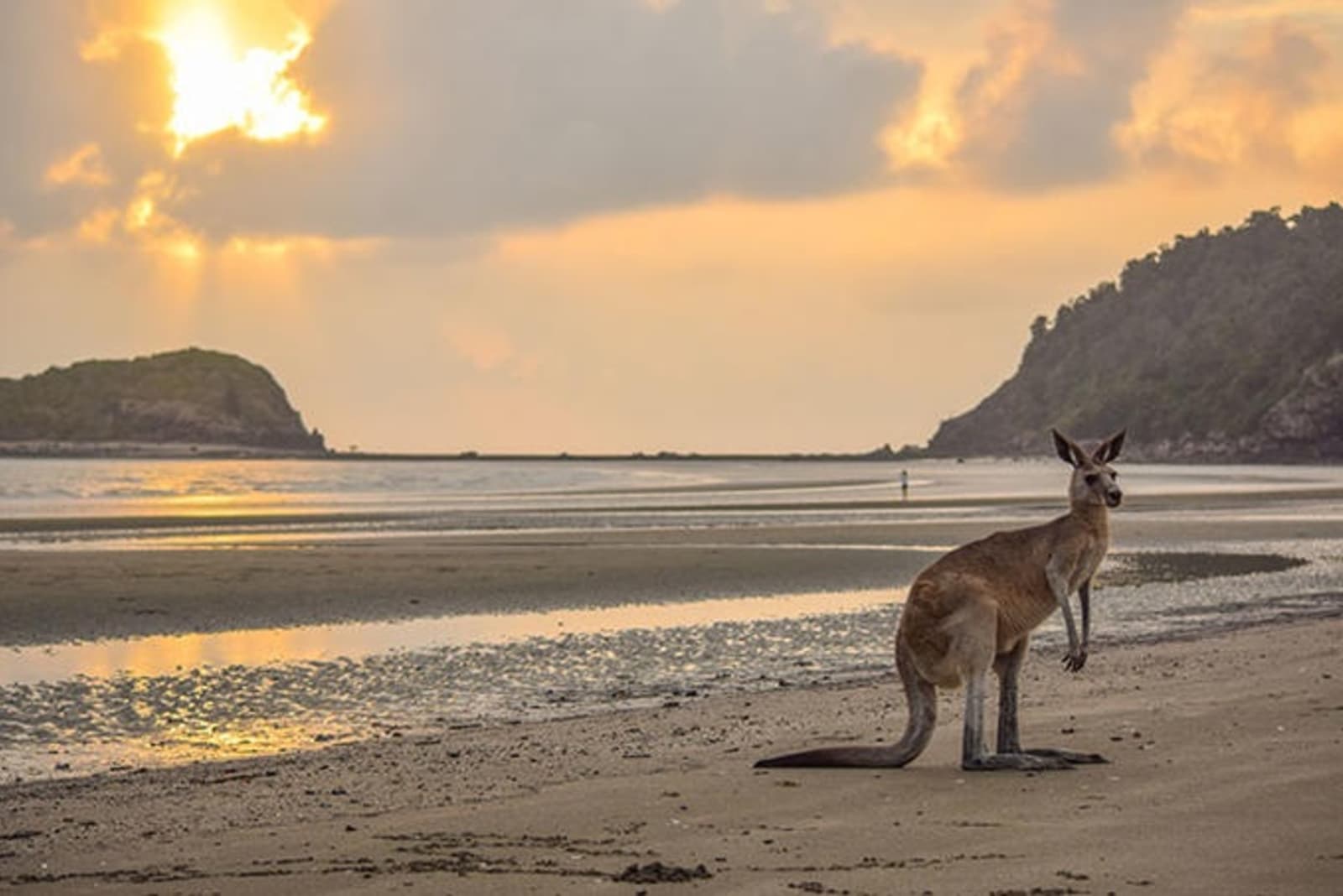 eastern-grey-kangaroo-on-casuarina-beach.jpg