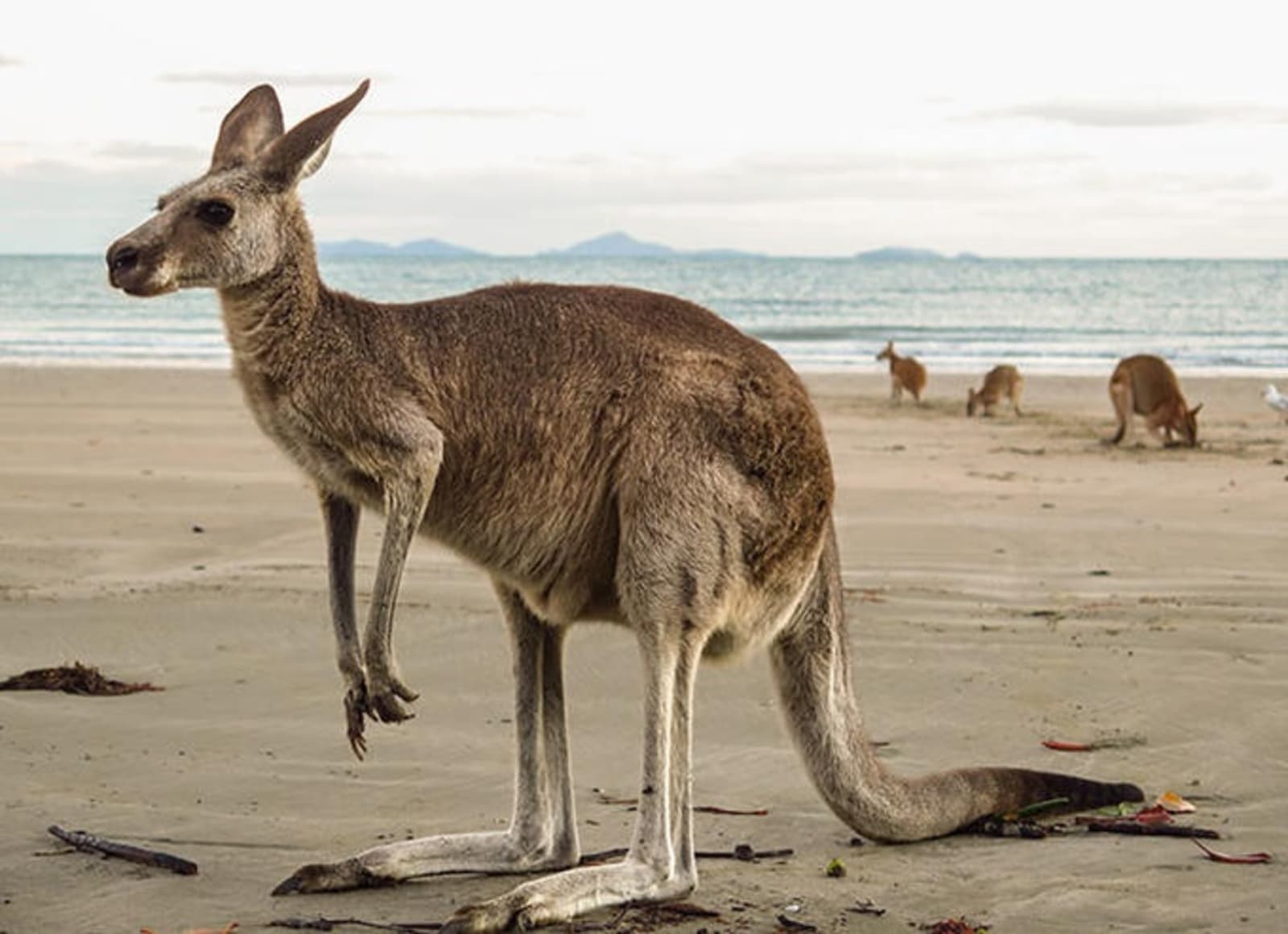 eastern-grey-kangaroo.jpg