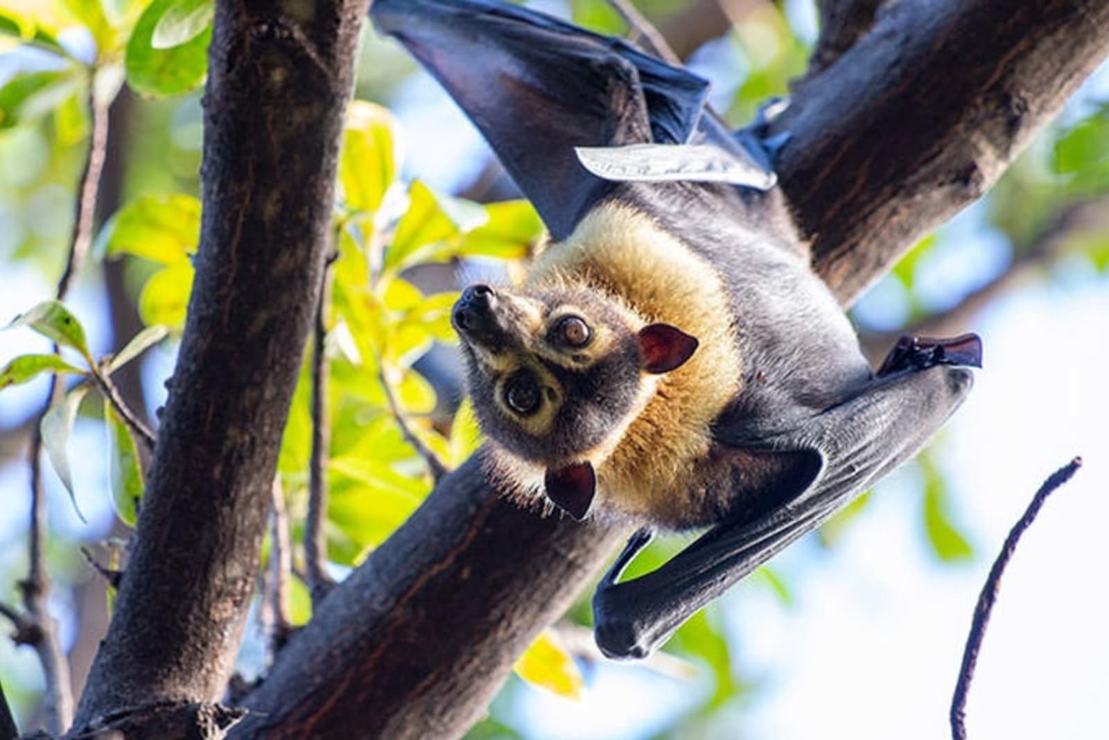 flying-fox.jpg