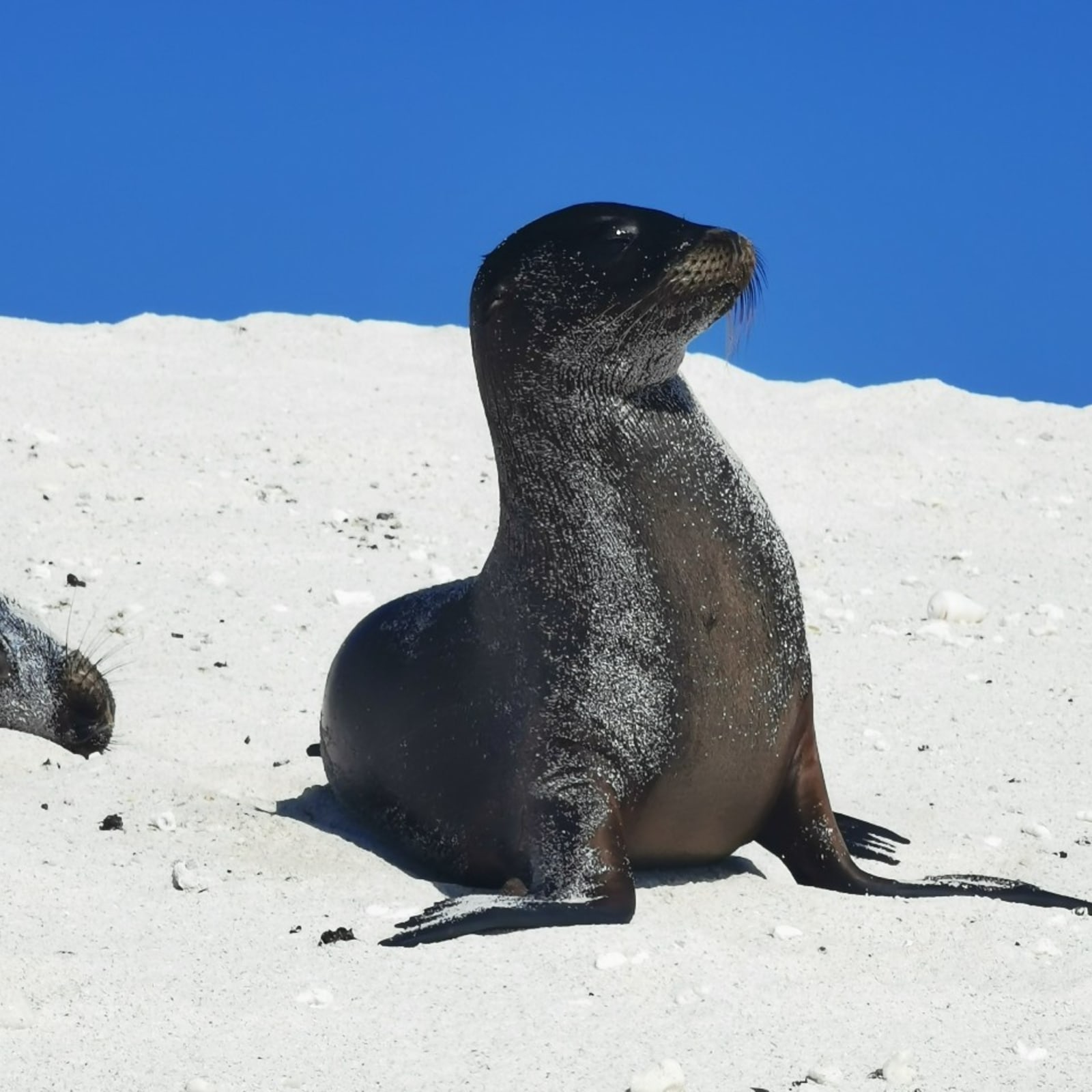 fur-sea-lion.jpg