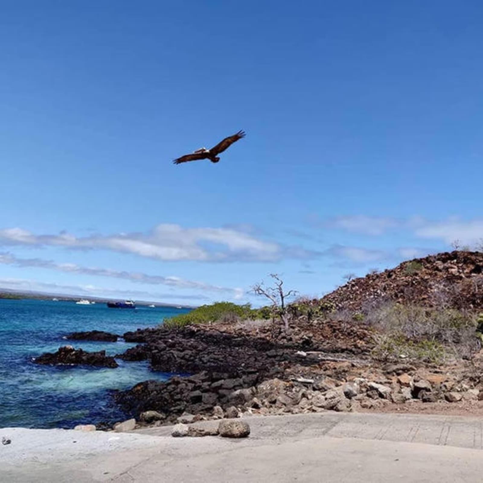galapagos-islands-bird-jesssica-french.jpg