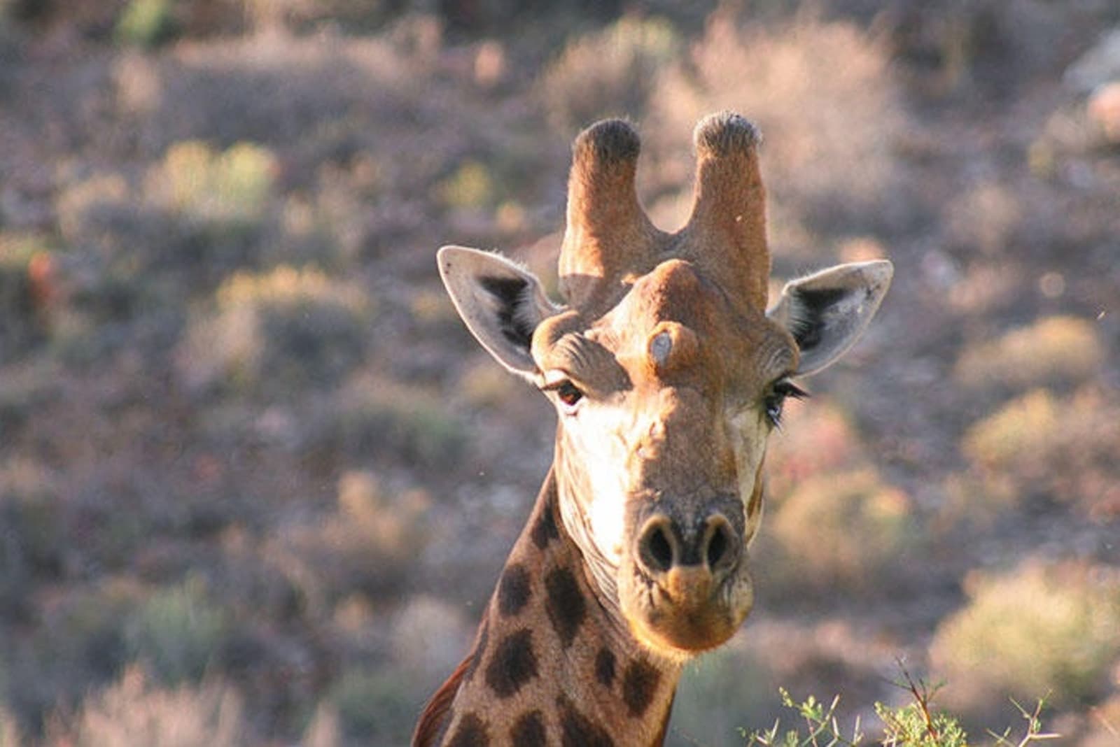 giraffe-sanbona-ps.jpg