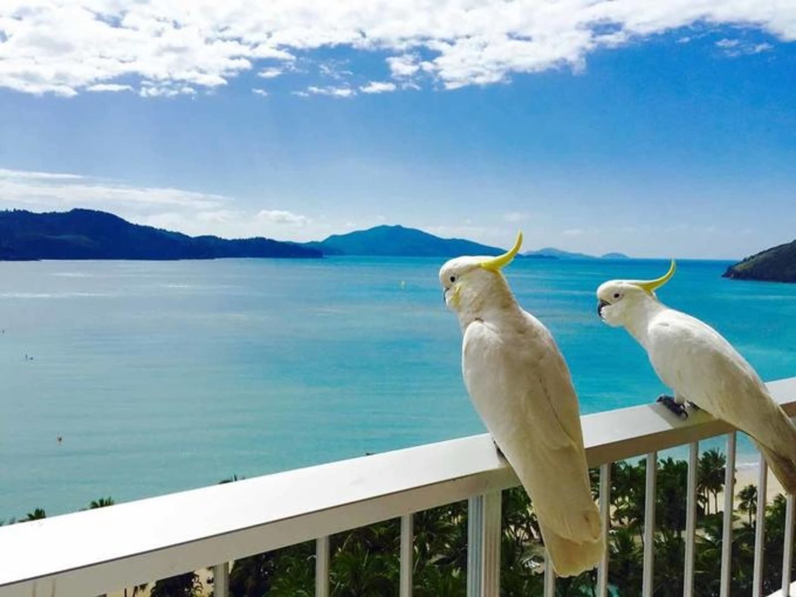 hamilton_island_cocatoo.jpeg