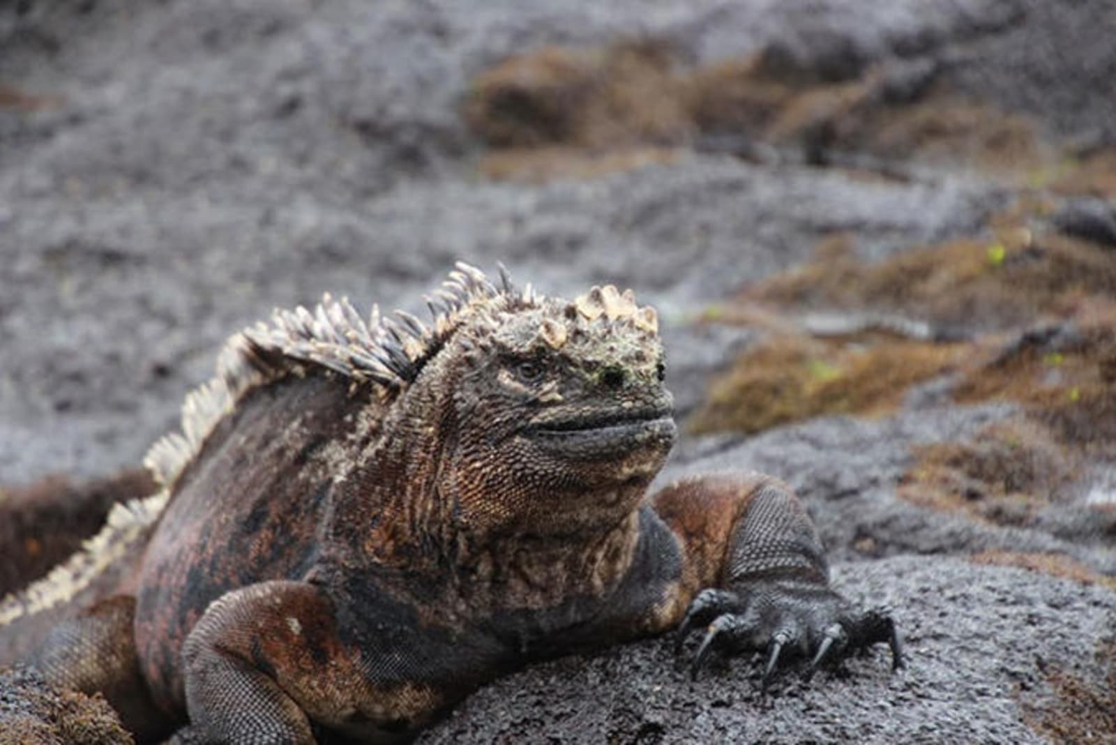 iguana-galapagos-jessica-french.jpg