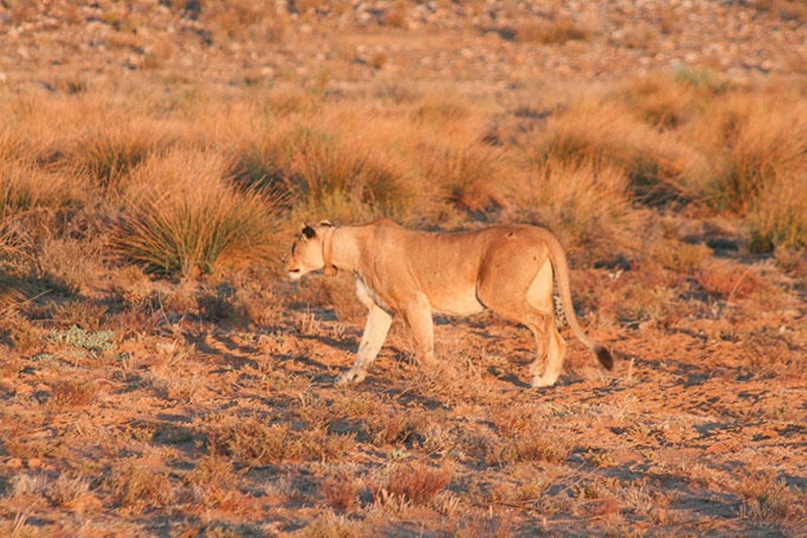 lioness-sanbona-ps.jpg