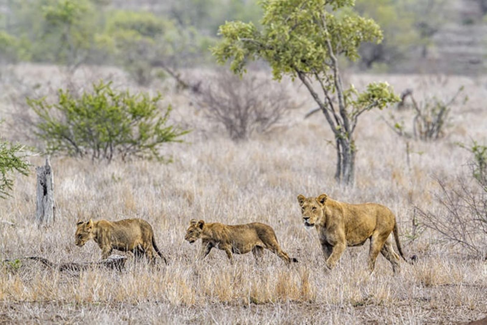 lions-in-kruger.jpeg