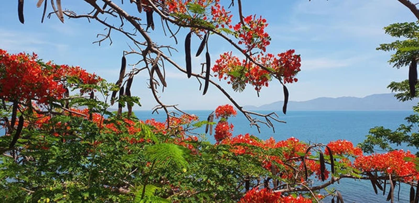poinciana-queensland-magnetic-island.jpg