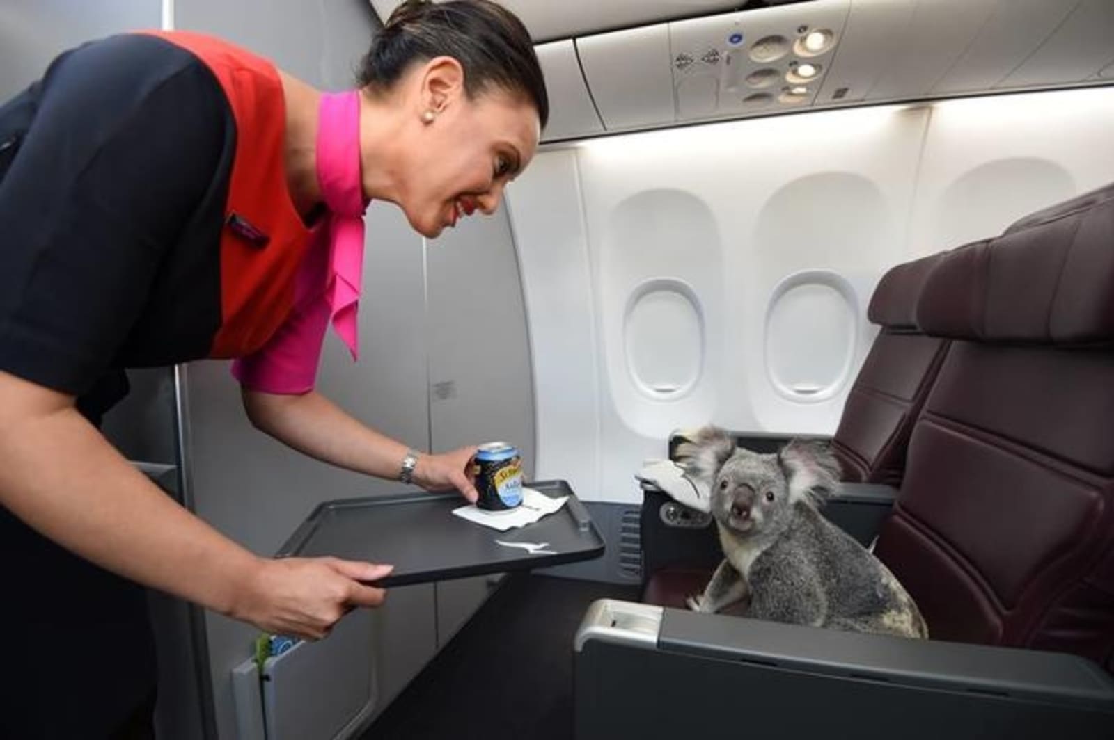 qantas-koala1.jpeg