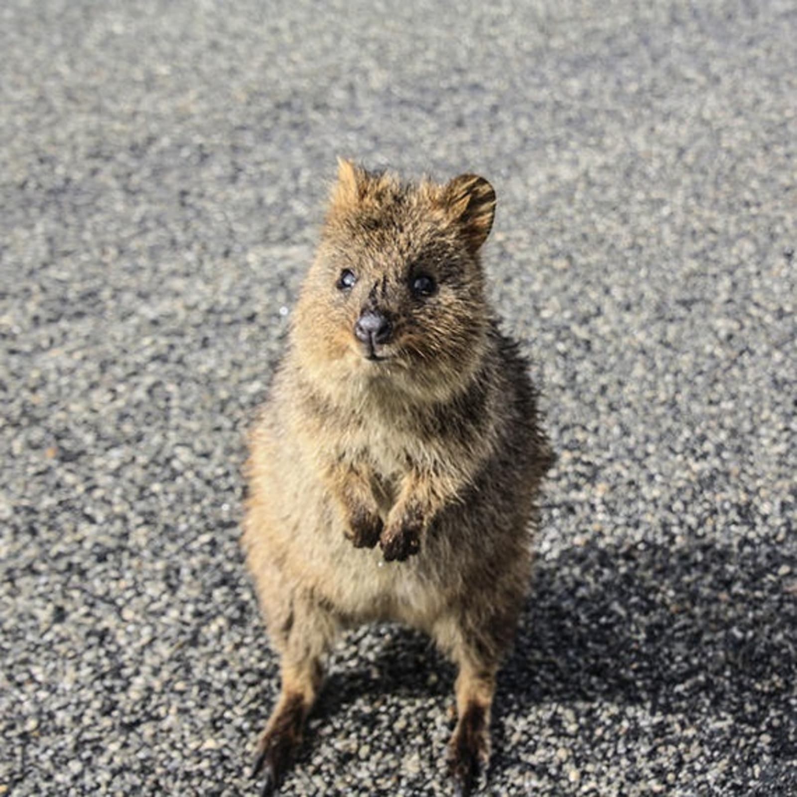 quokka-rottnest-island-richard-collett.jpeg