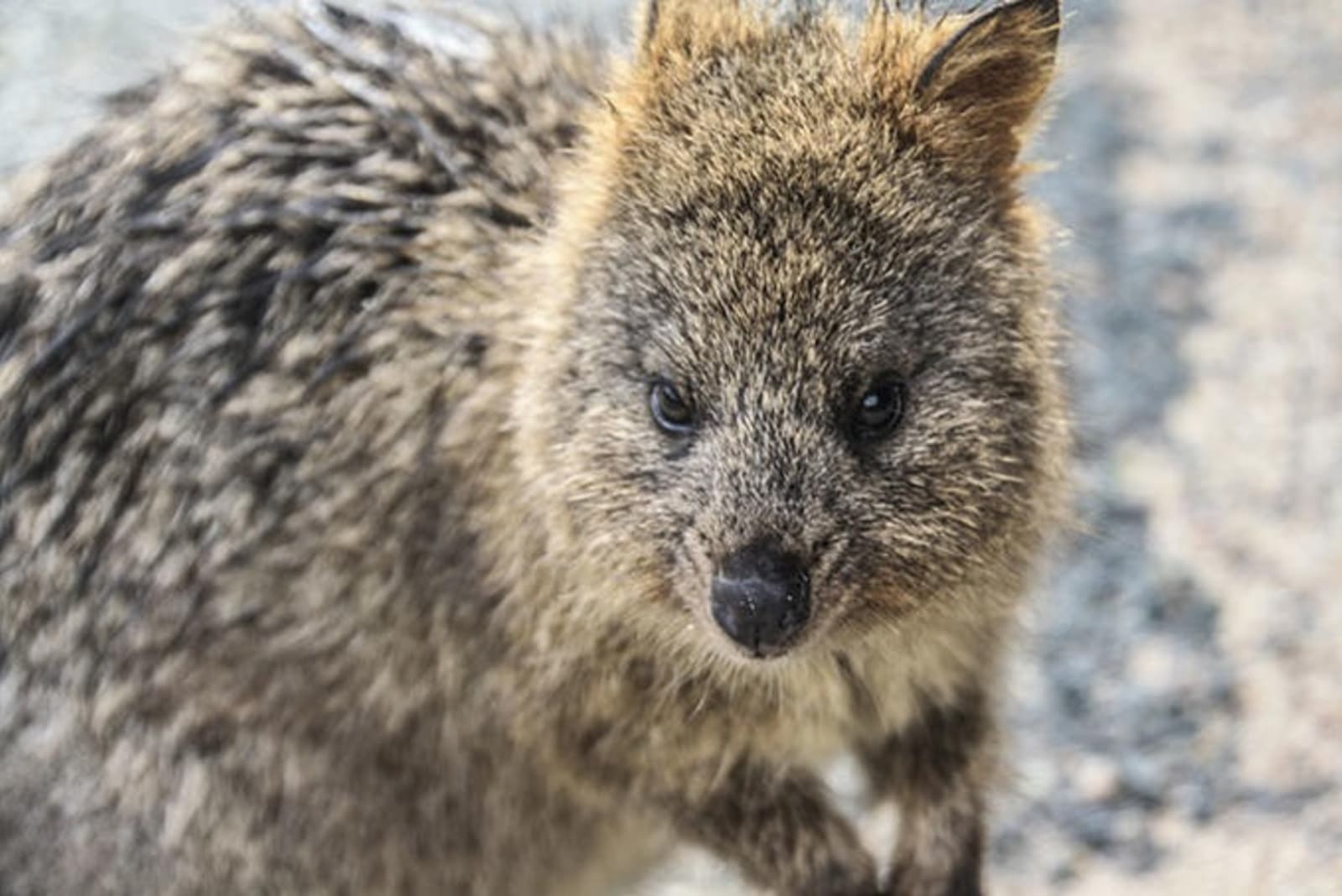 quokka-rottnest-island.jpeg