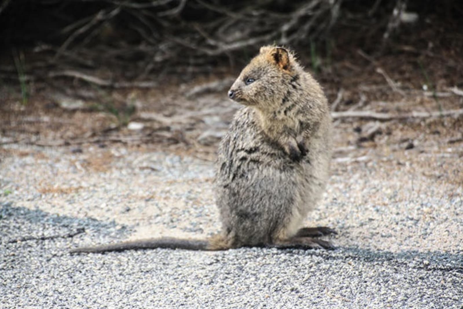quokka.jpeg