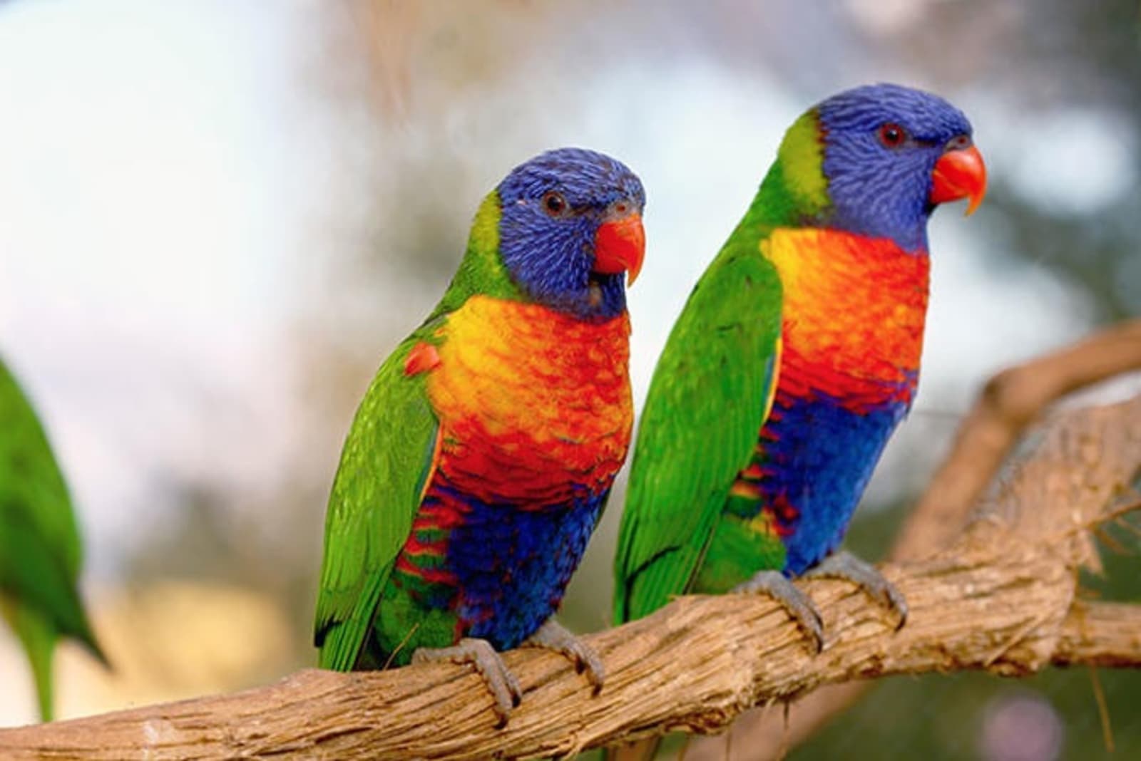 rainbow-lorikeets.jpg