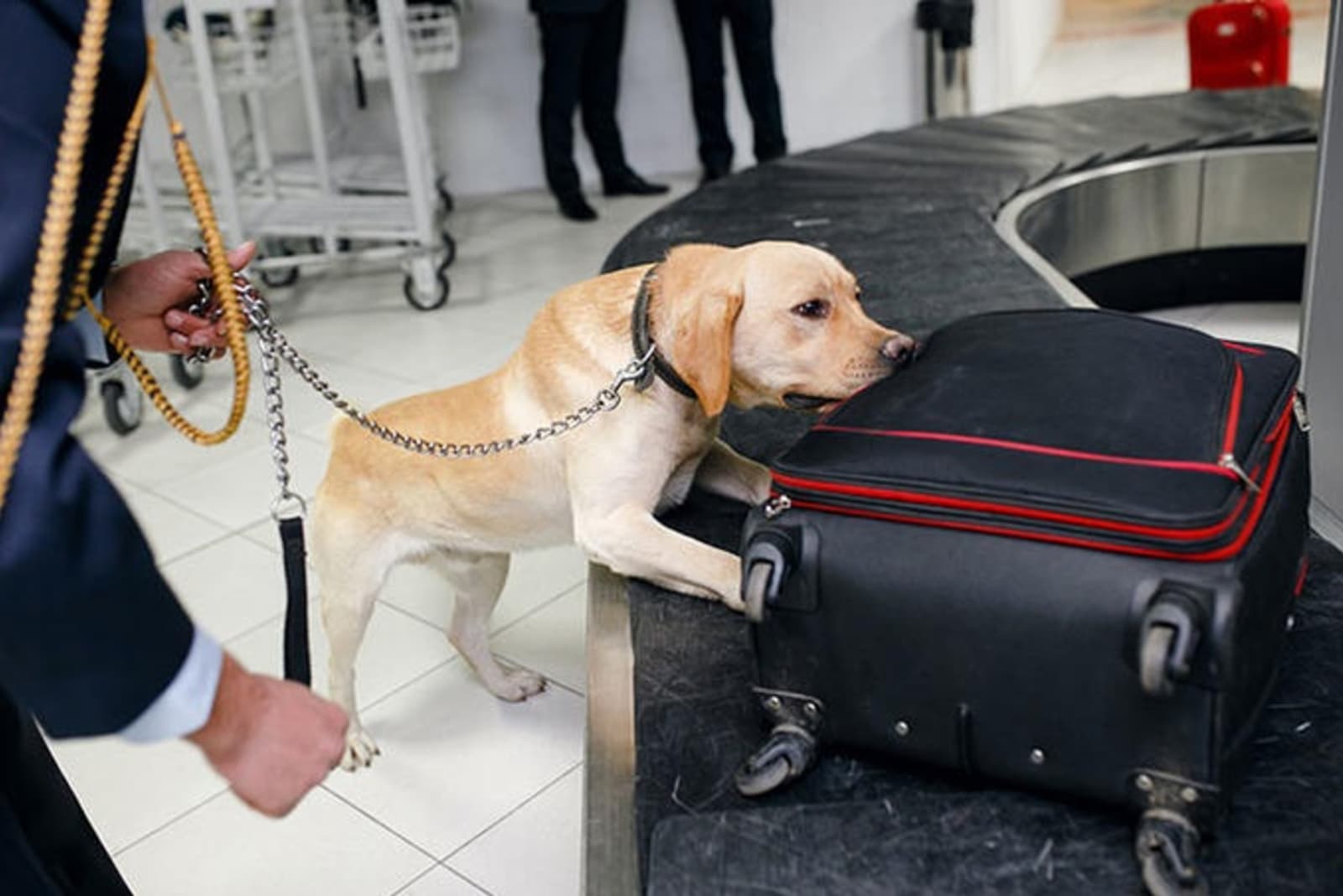rs-7sniffer-dog-airport-shutterstock_621943676.jpeg