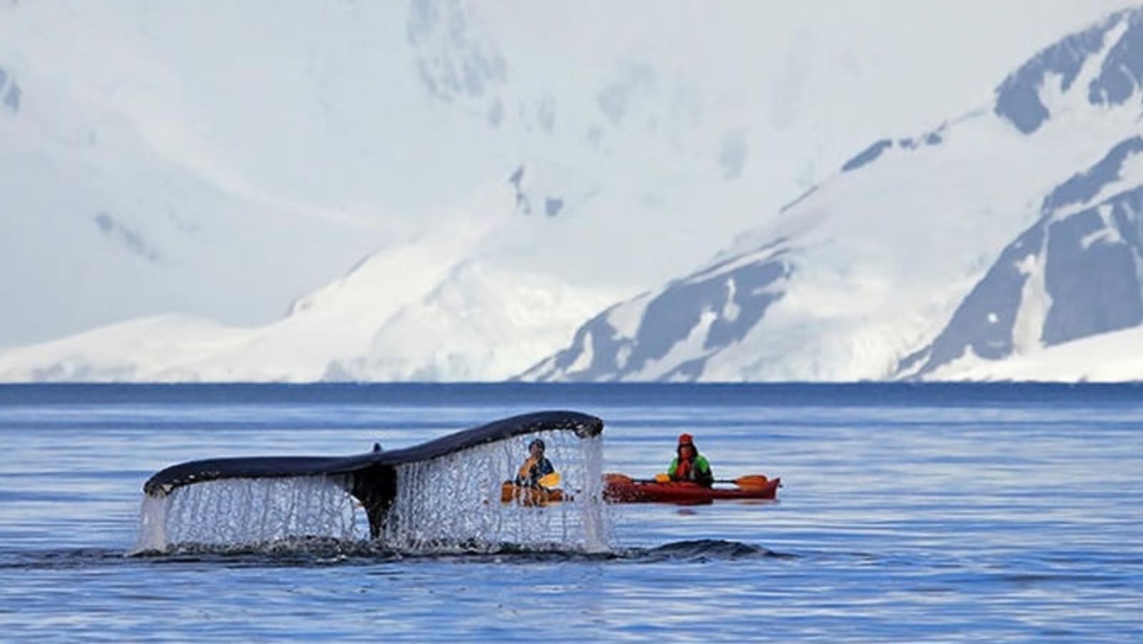 rs-antarctica-whales-shutterstock_777241321.jpg