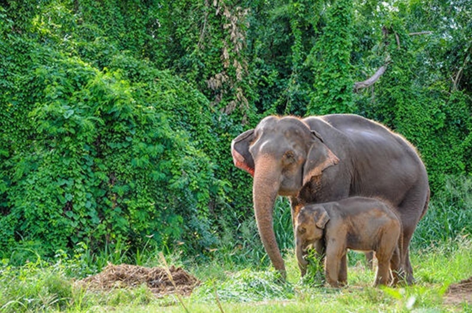 rs-asian-elephants-kanchanaburi-shutterstock109990433.jpeg