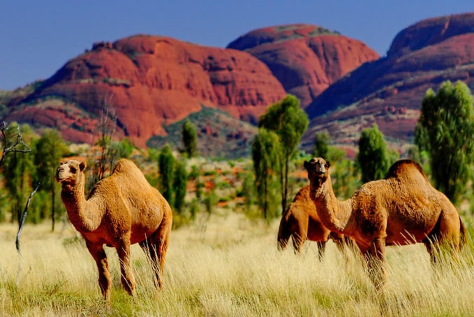 rs-camels-kata-tjuta-aus-shutterstock_165912152.jpeg