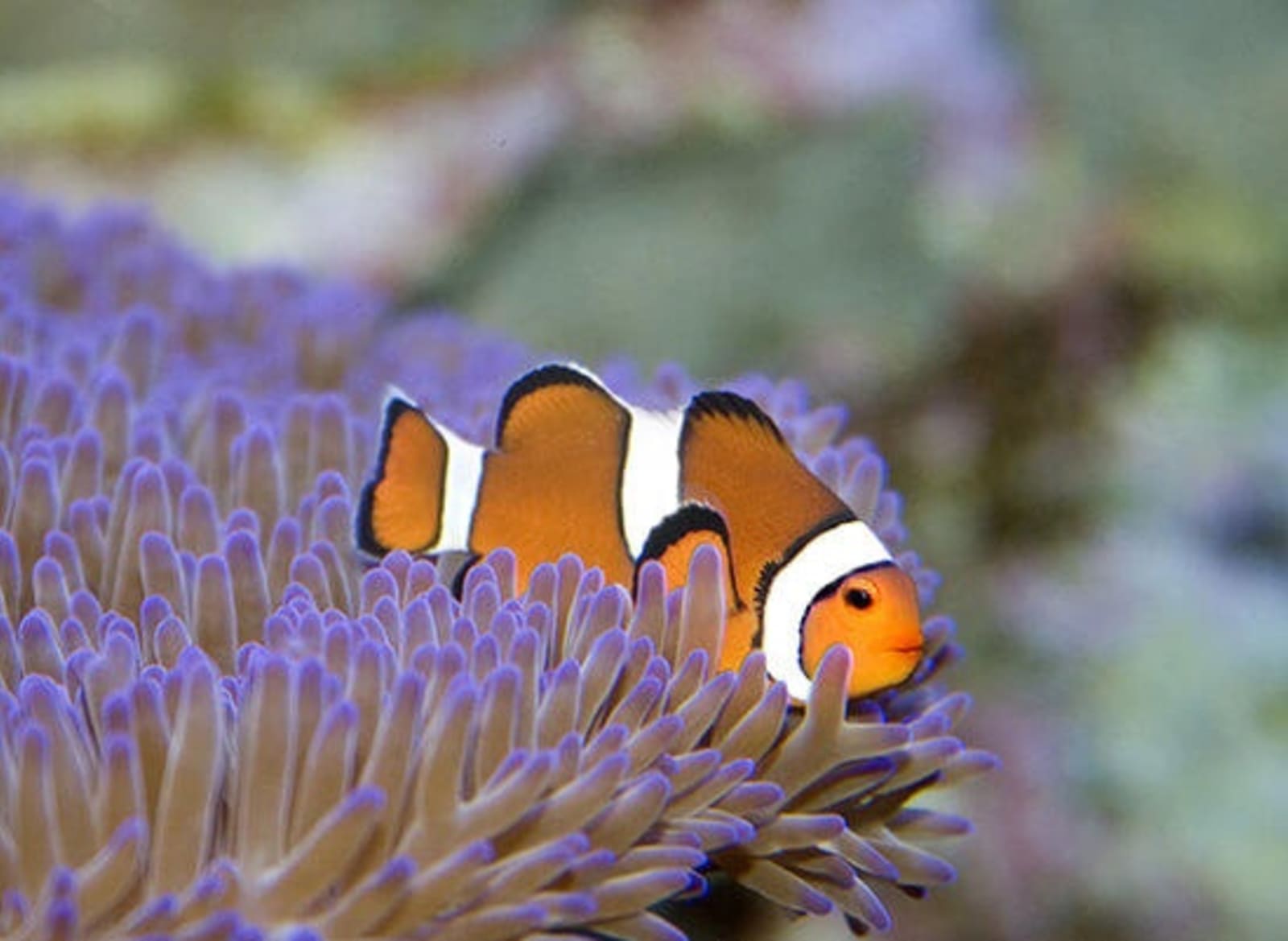 rs-clownfish-shutterstock16249609.jpg
