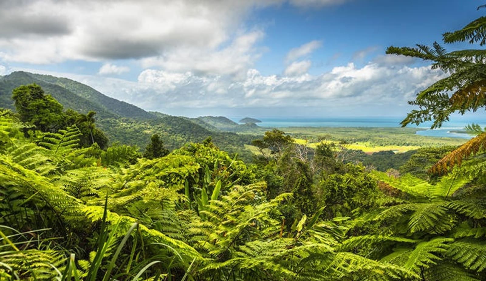 rs-daintree-rainforest-shutterstock_387419953.jpeg