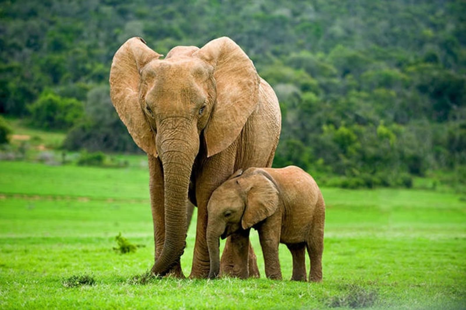 rs-elephants-in-the-wild-shutterstock_176556266.jpg