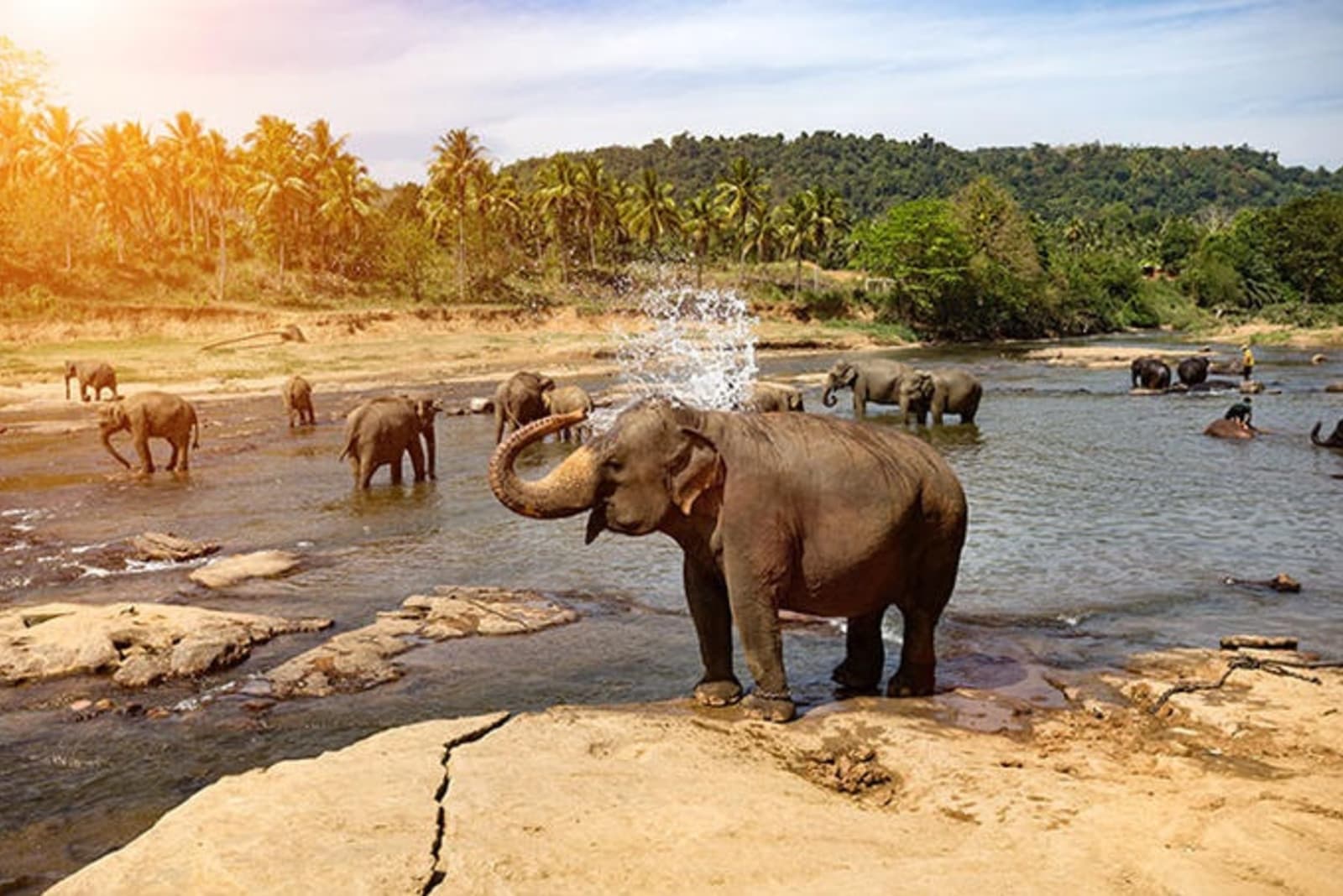 rs-elephants-watering-hole-shutterstock381055855.jpg