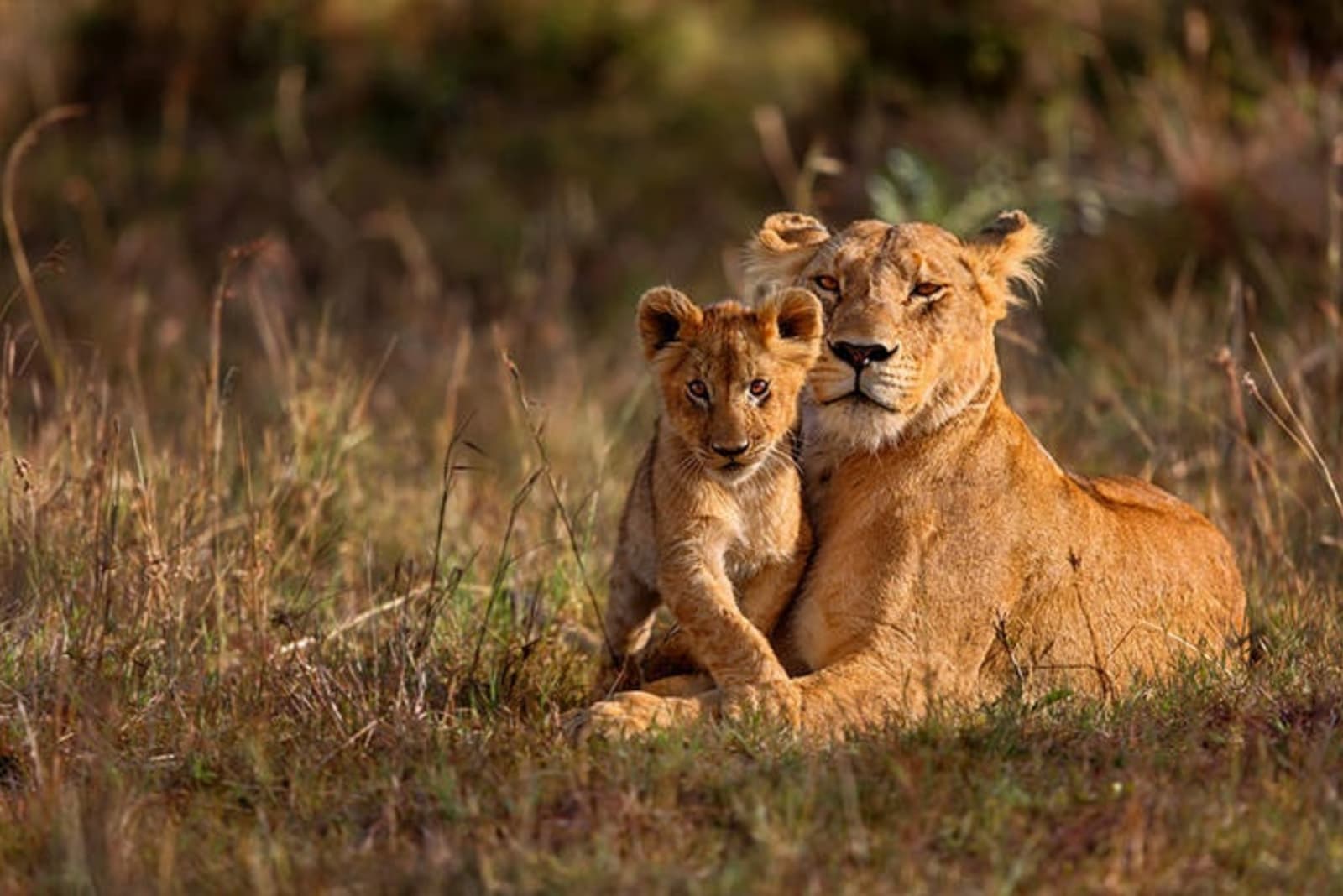 rs-kenya-safari-lions-shutterstock_238384645.jpeg