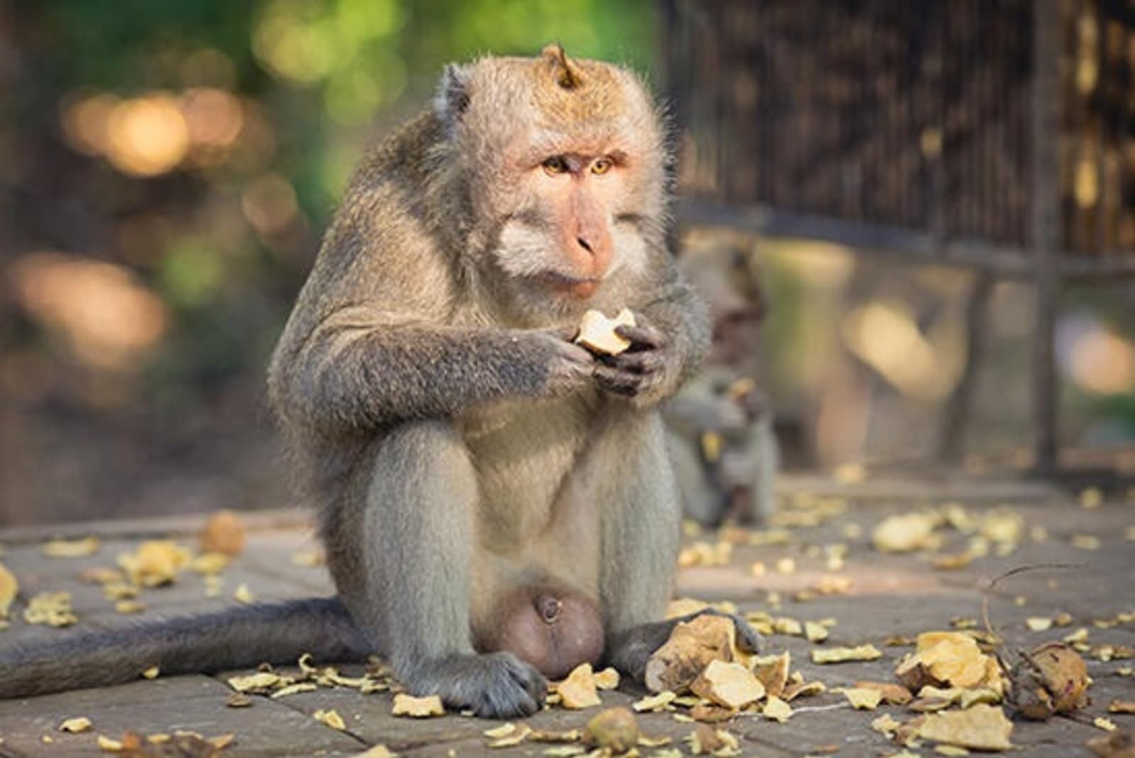 rs-long-tail-macaque-shutterstock375551422.jpeg