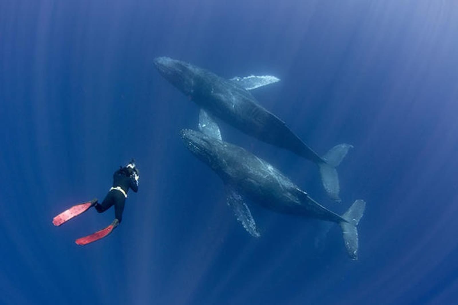 rs-mexico-baja-peninsula-whales-shutterstock_120429946.jpg
