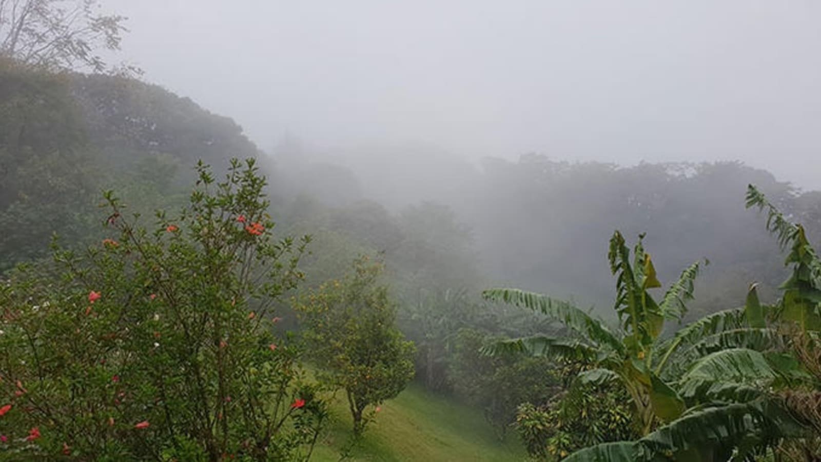 rs-monteverde-cloud-forest-alex-cronin.jpg