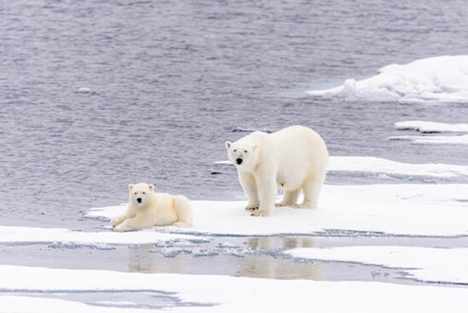 rs-polar-bear-and-cub-shutterstock560603908.jpg