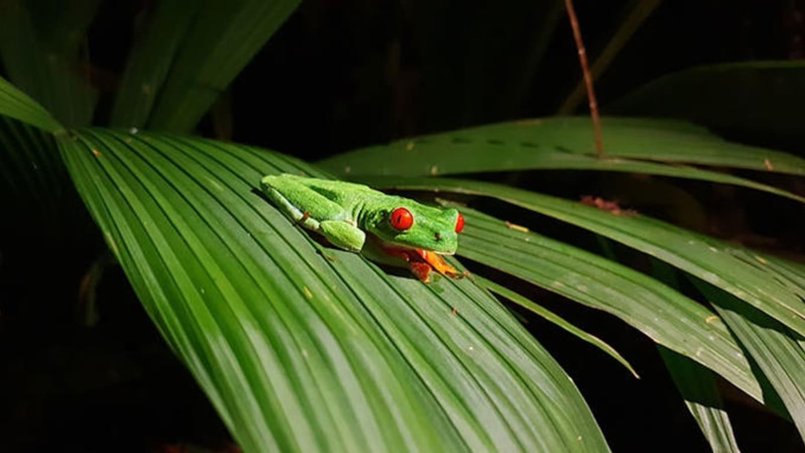 rs-red-eyed-tree-frog-alex-cronin.jpg