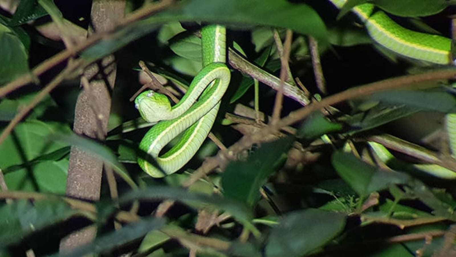 rs-side-striped-palm-pit-viper-monteverde-alex-cronin.jpg