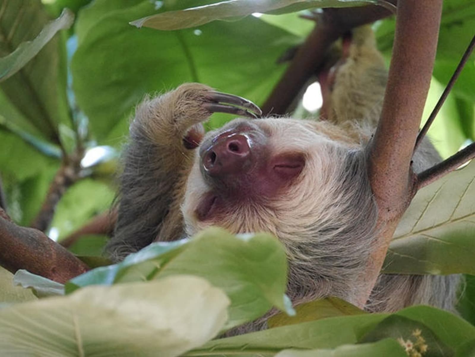 rs-two-toed-sloth-manuel-antonio-alex-cronin.jpg