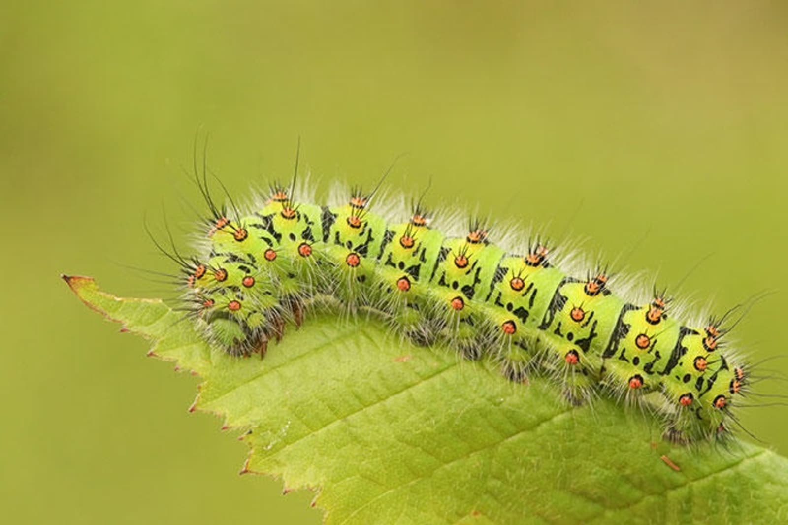 south-african-caterpillar-ps.jpg