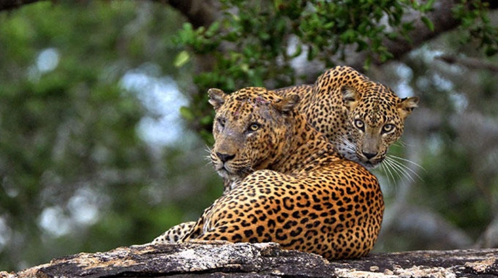 sri-lanka-wildlife-ps_0.jpg