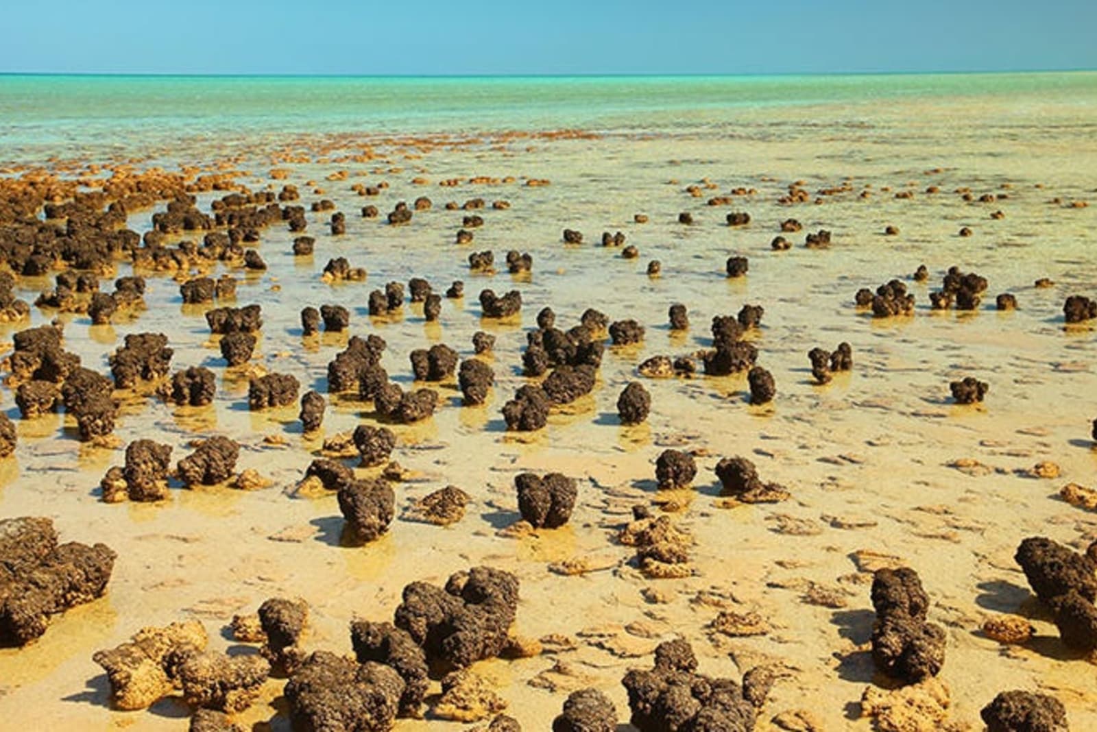 stromatolites-western-australia.jpg