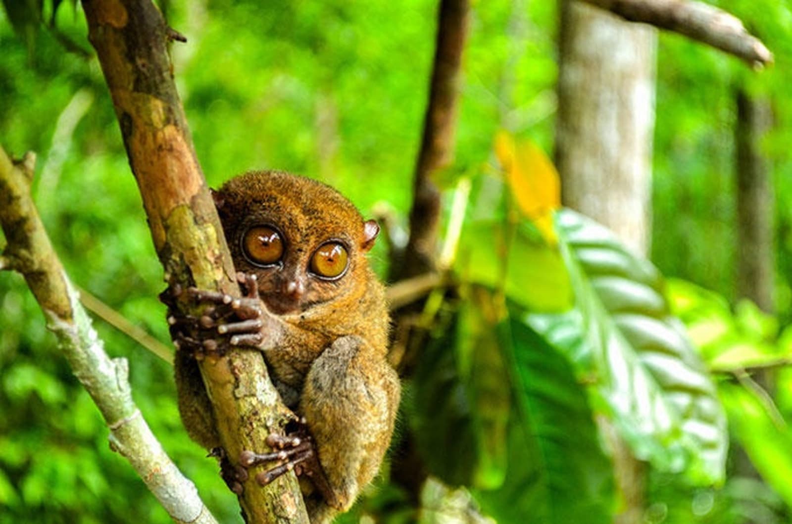 tarsiers-ps.jpg