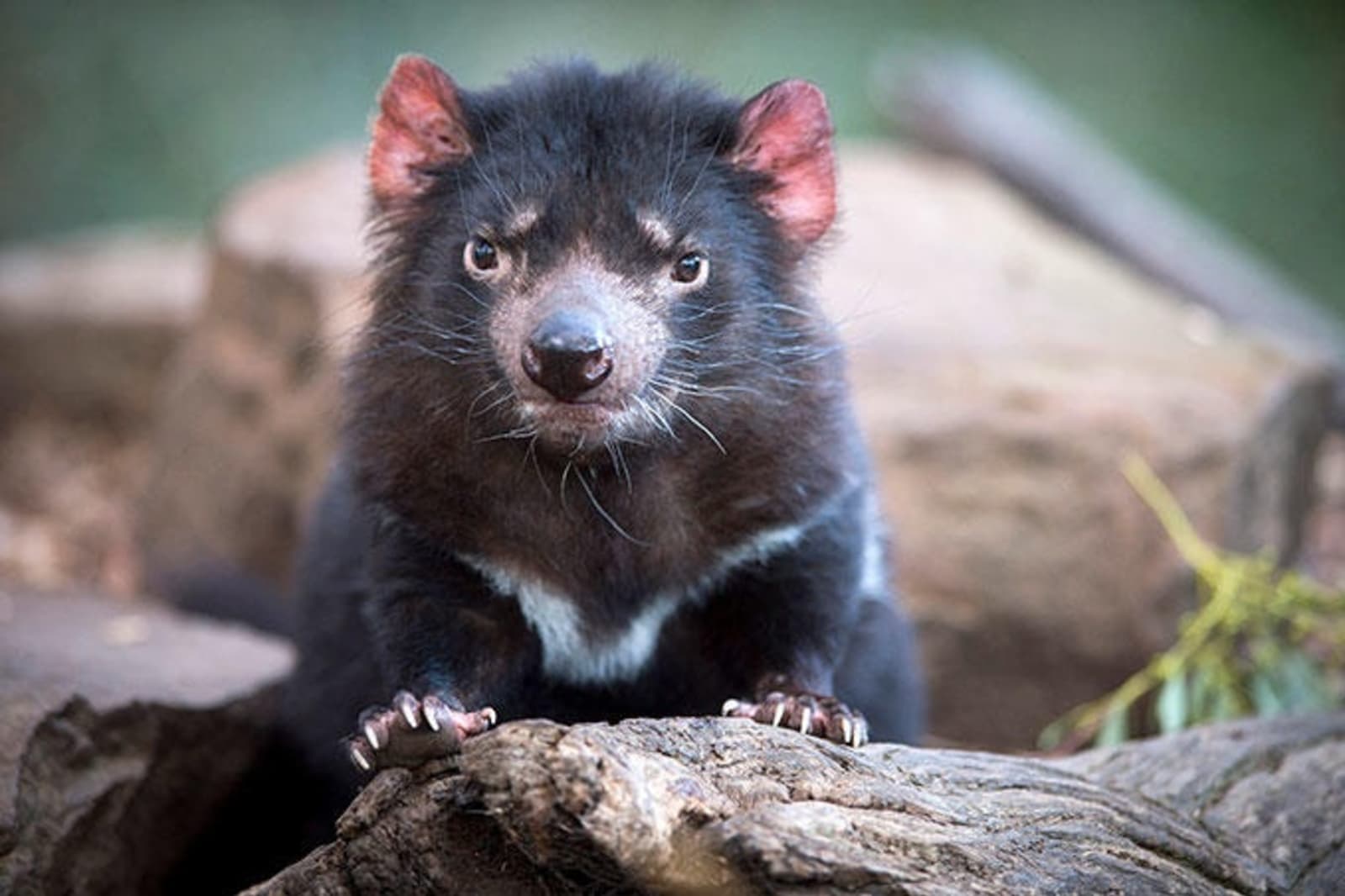 tasmanian-devil.jpeg