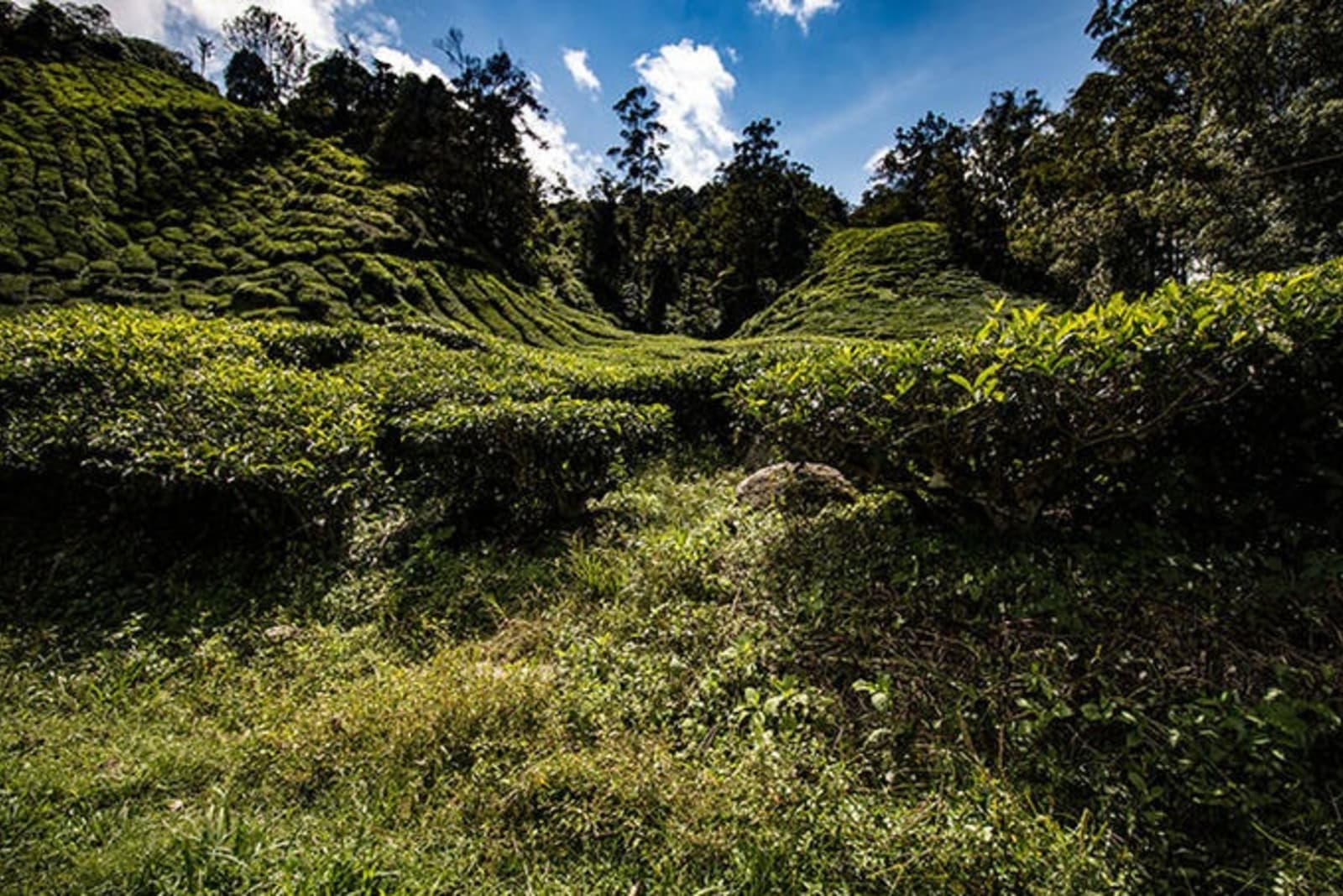 tea-plantation-malaysia-richard-collett.jpg