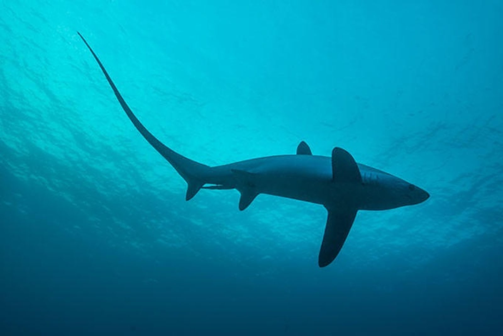 thresher-sharks-ps.jpg