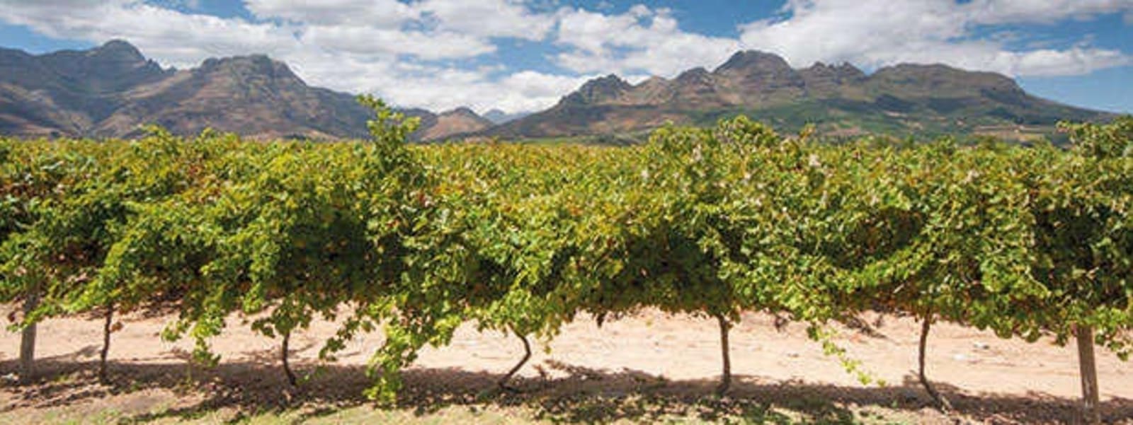 vineyard-in-the-hills-around-cape-town-stellenbosch-south-africa_137410427.jpg