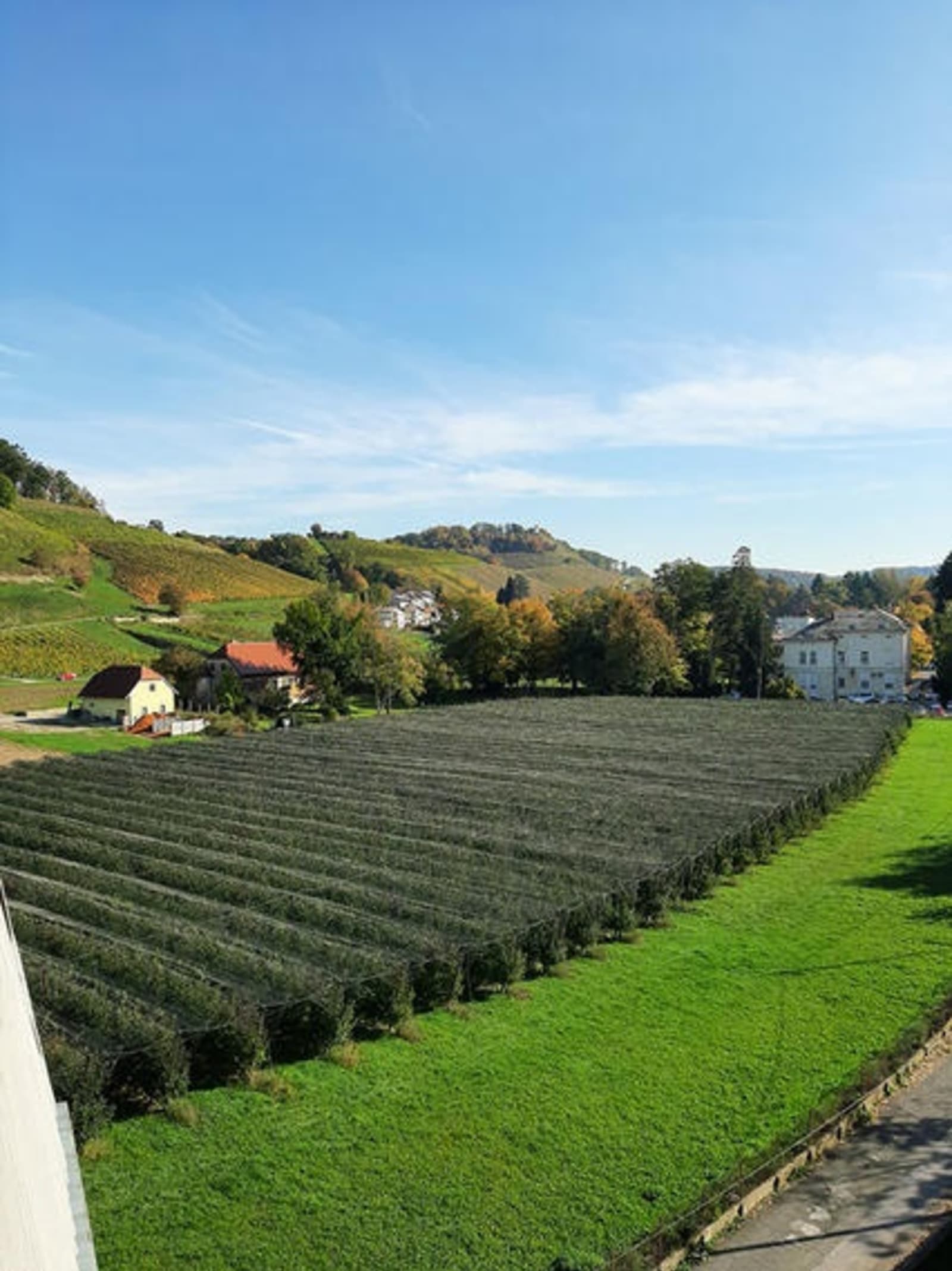 vineyards-ps_0.jpg