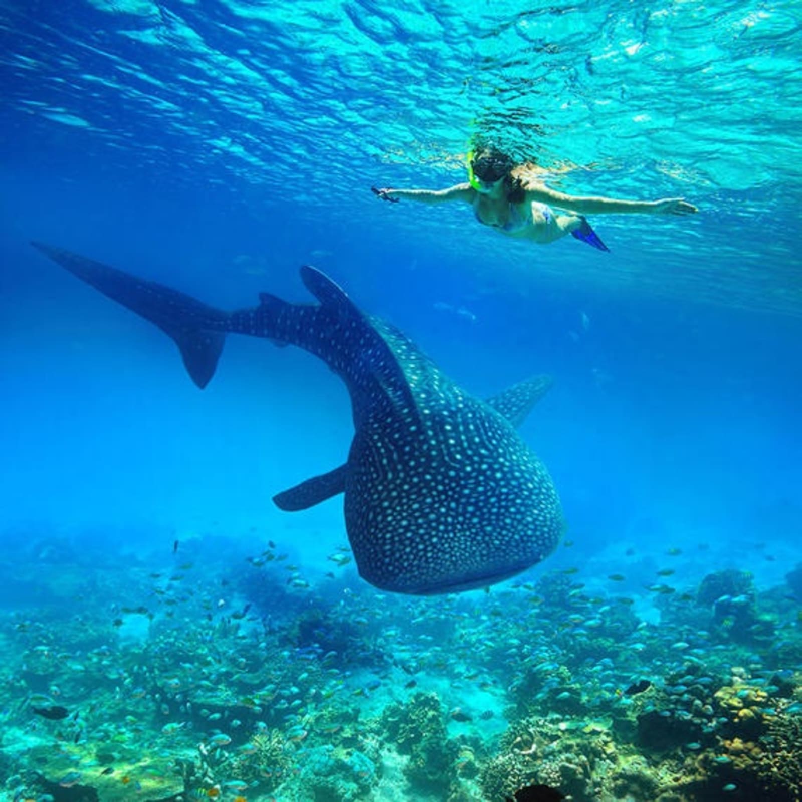 whale-shark-ningaloo-reef-wa.jpeg