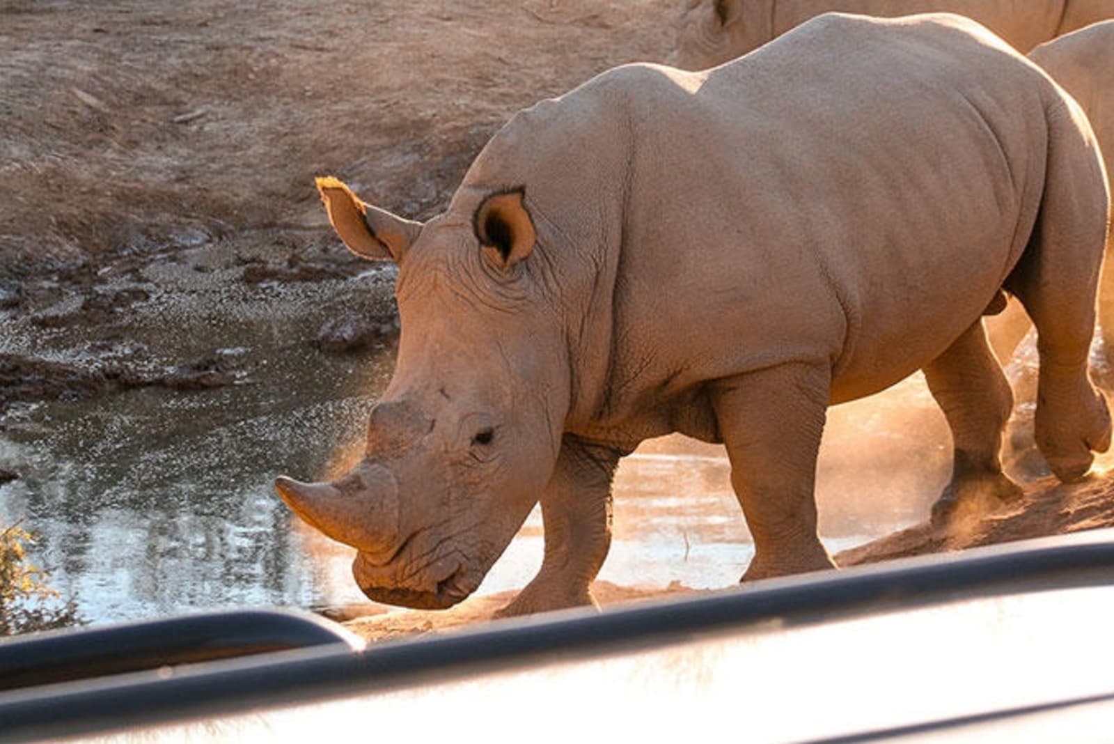 white-rhino-ps.jpg
