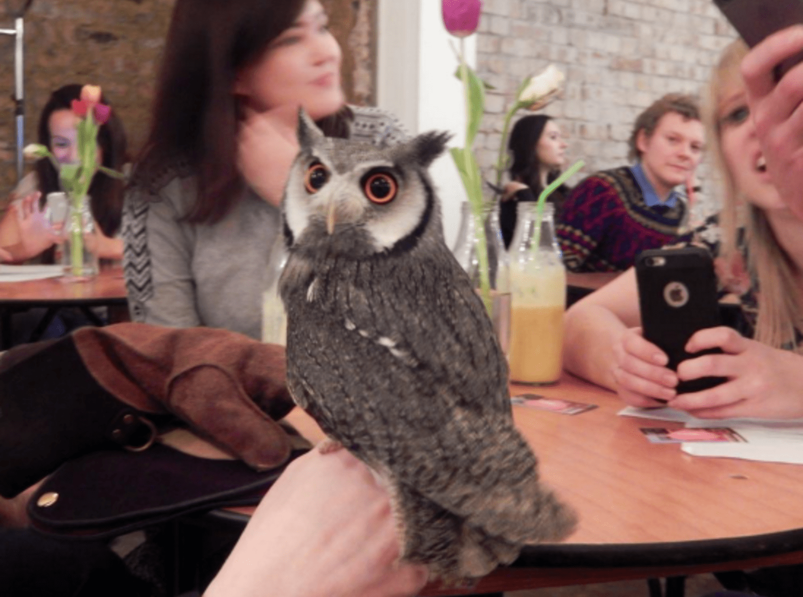 Owl-resize.png