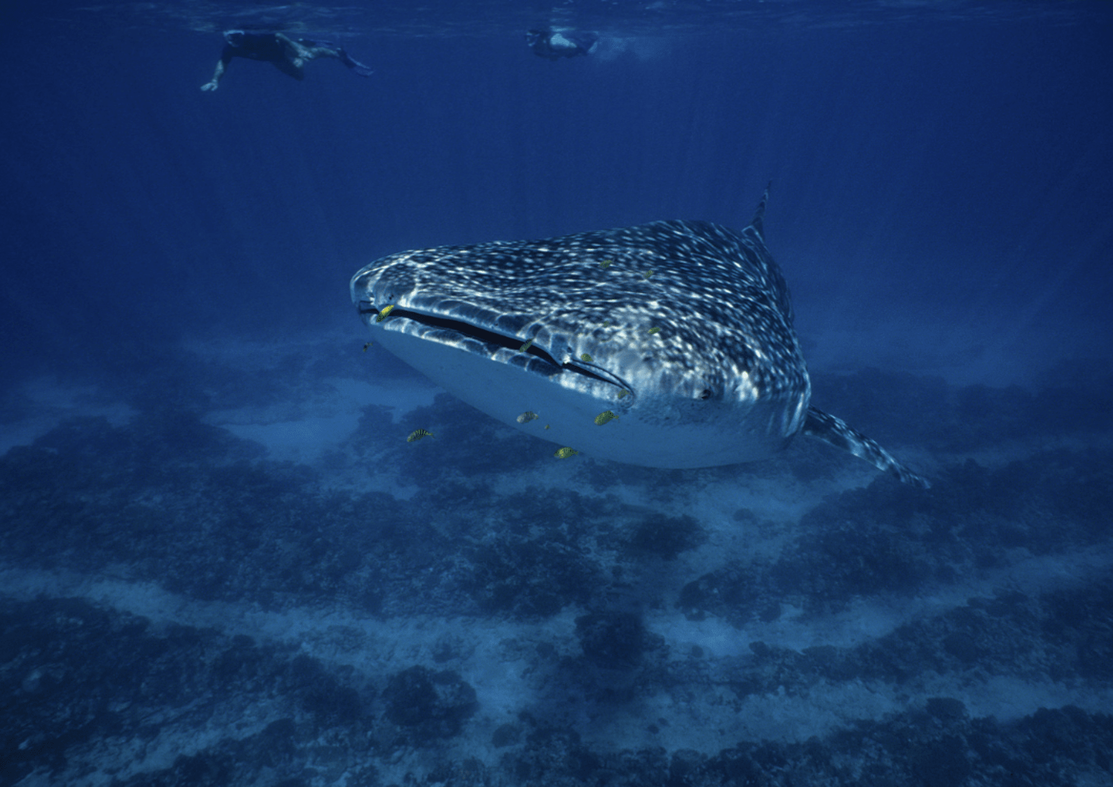 Whale Shark