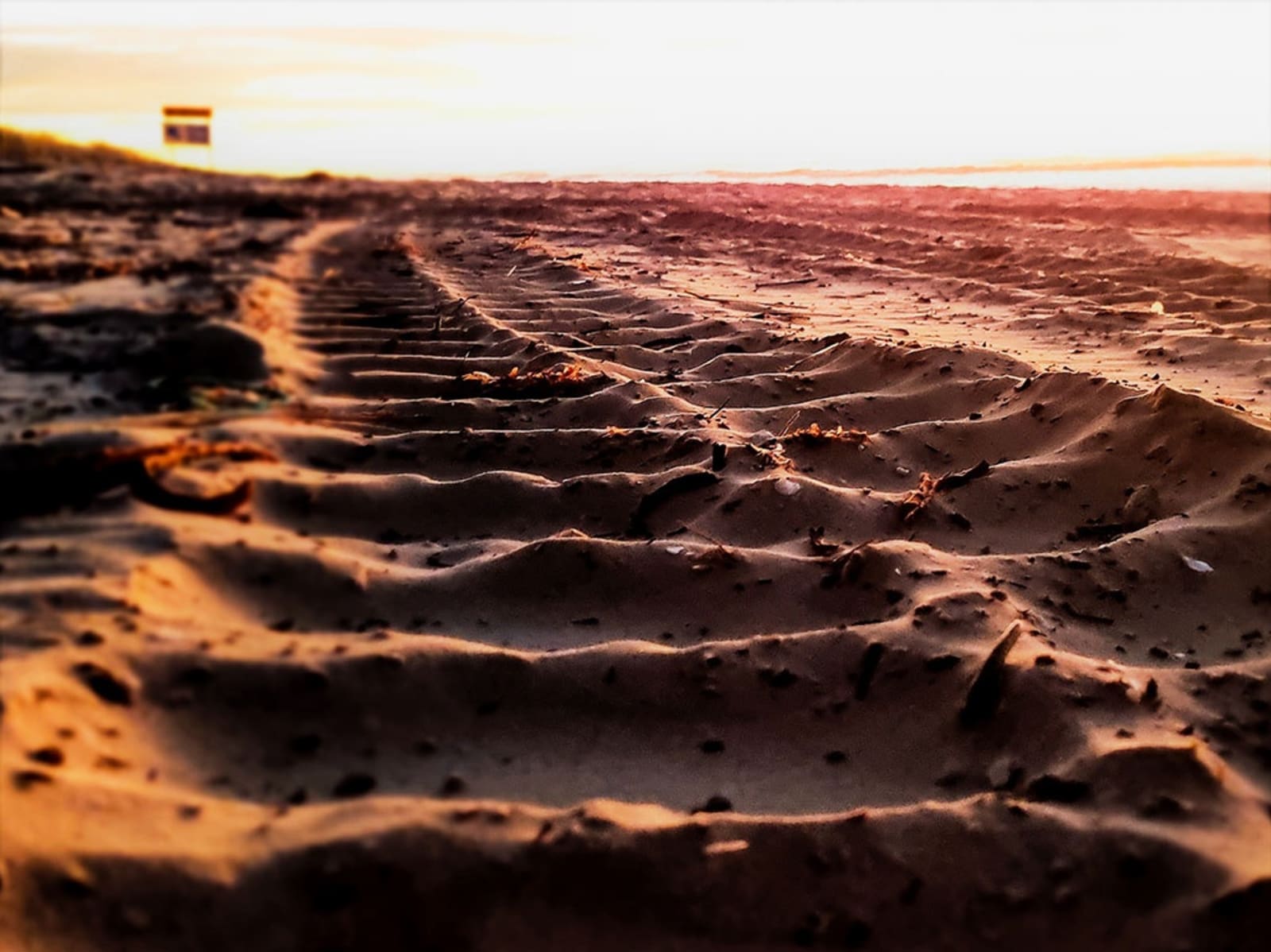 Morning tracks Fraser Island
